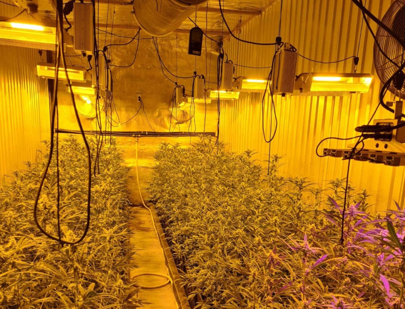 Razzia Marihuana-Pflanzen Nach Angaben einer Polizeisprecherin war die Marihuana-Aufzuchtanlage höchst professionell angelegt worden.