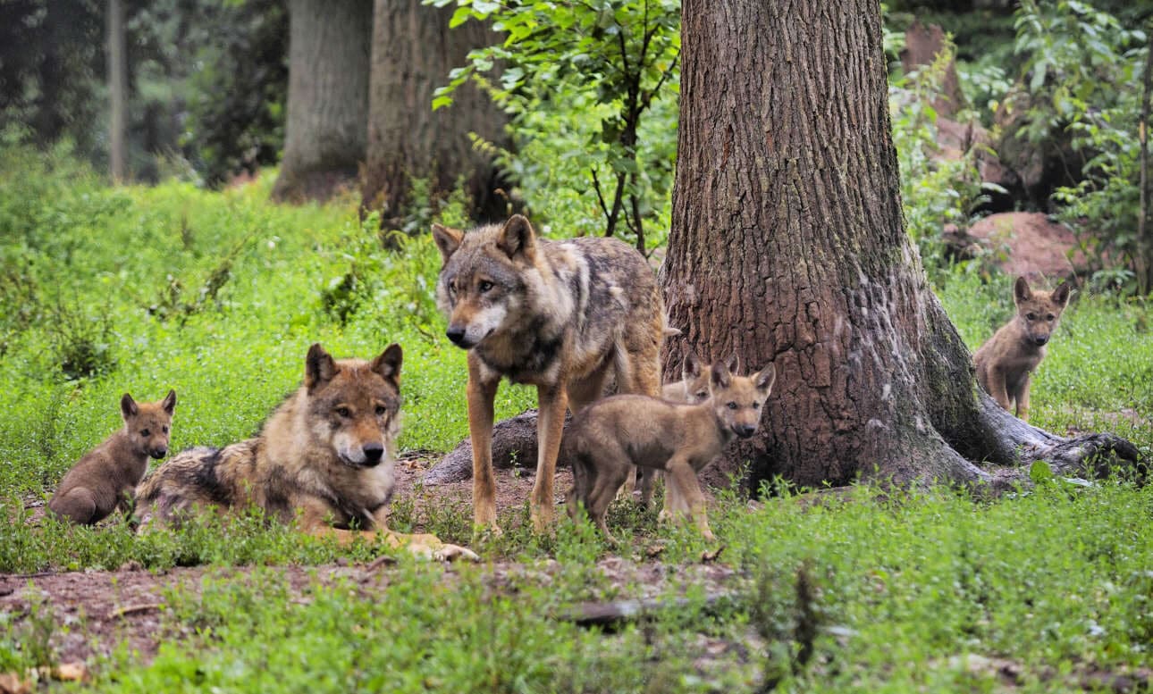 Europaeischer Wolf Europaeischer Grauwolf Gewoehnlicher Wolf Gemeiner Wolf Canis lupus lupus W Wolf mit Wolfsnachwuchs im Wald