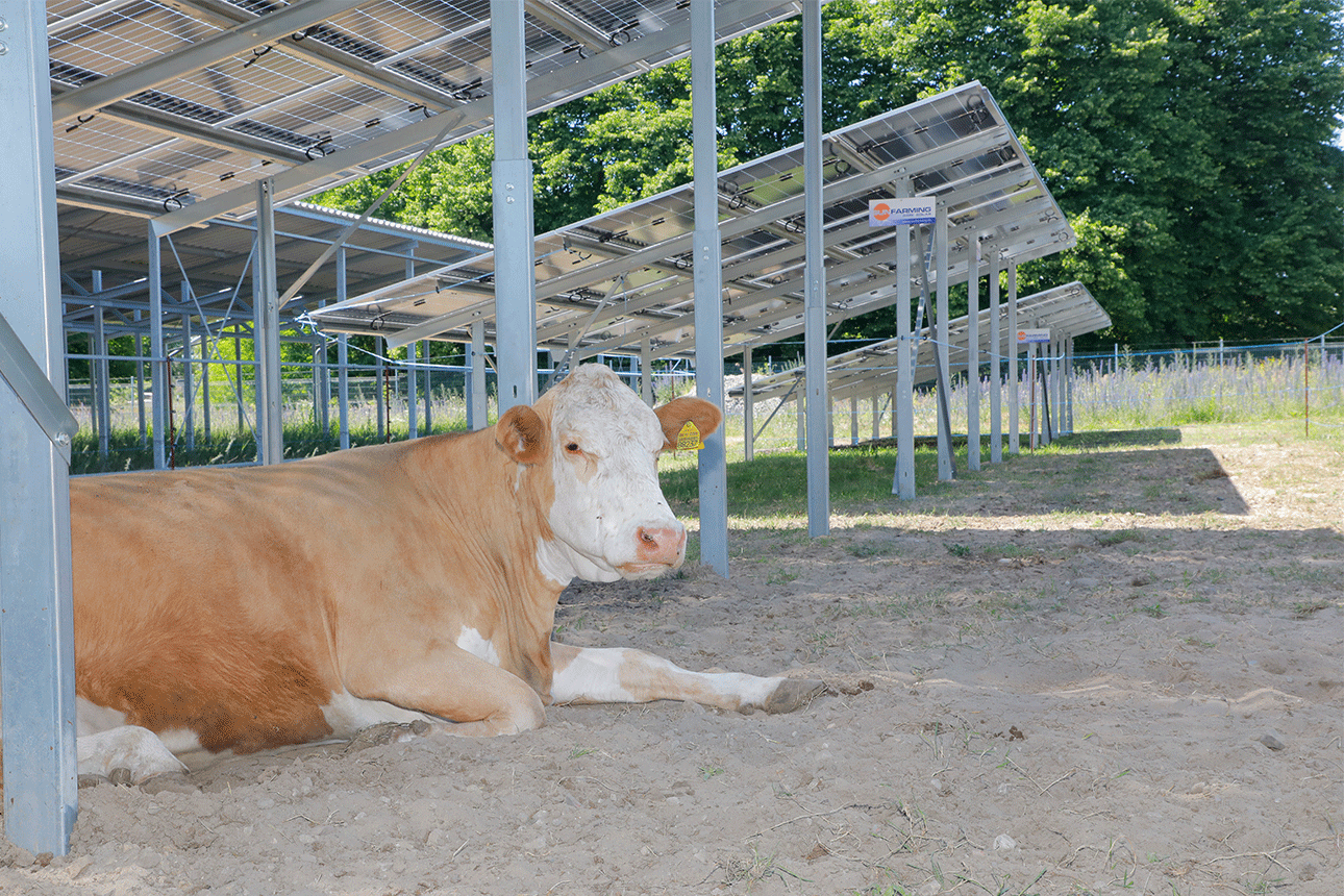 Kuh-liegtunter-Freiflächen-PV-(Photovoltaikanlage)_1290 Eine Kuh liegt unter eine PV-(Photovoltaik)-Anlage