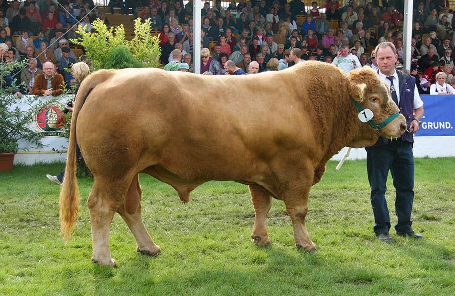 Fleischrind im Tierschauring der MeLa