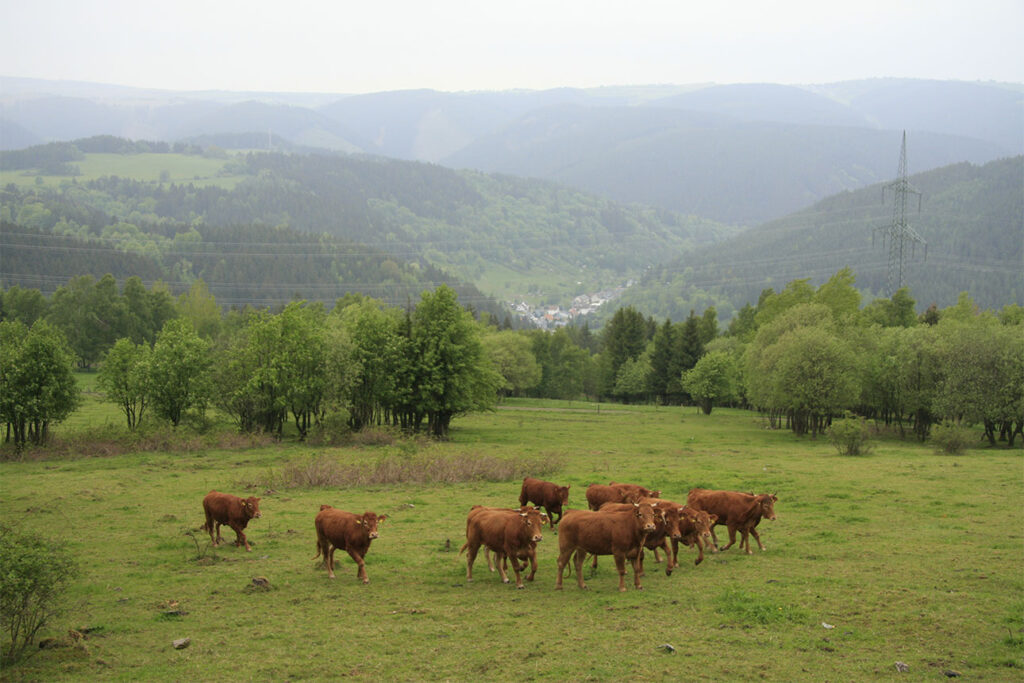 Rinder auf einer Weide im Thüringer Wald