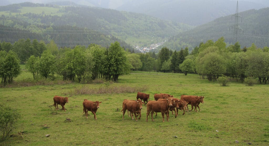 Rinder auf einer Weide im Thüringer Wald