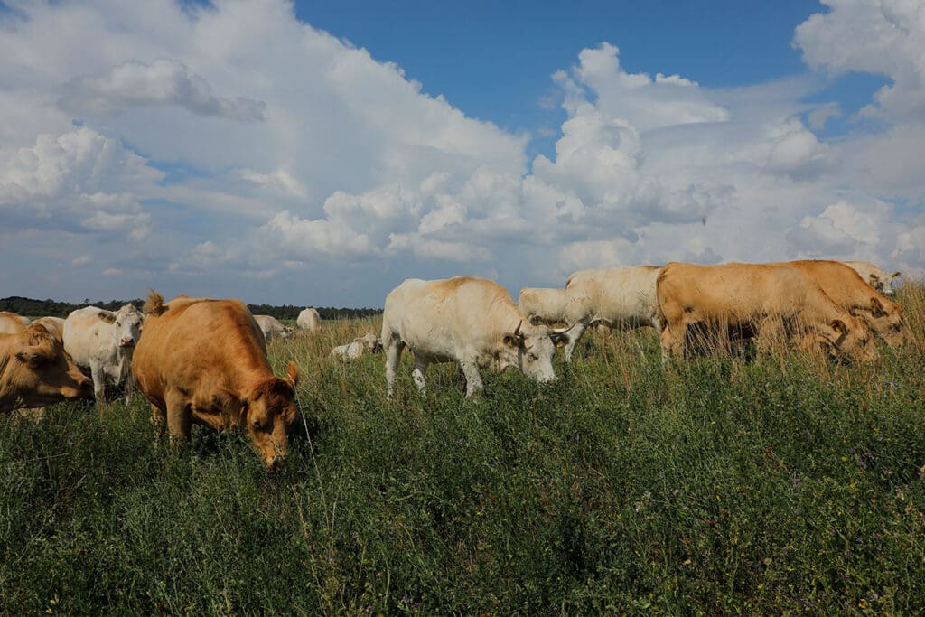 Uckermärker Mutterkühe auf einer Mob-Grazing Weide vom Gut Temmen