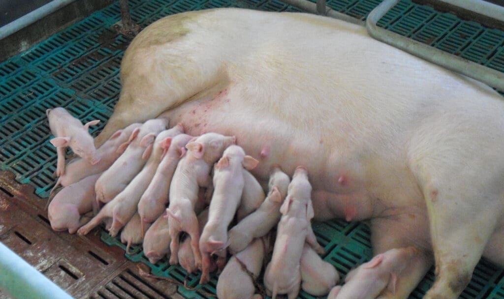 Schweineproduktion LVG Köllitsch