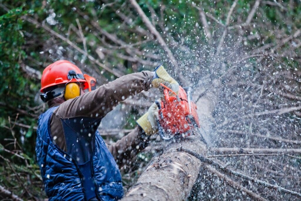 Äste werden mit einer Motorsäge vom Baum getrennt