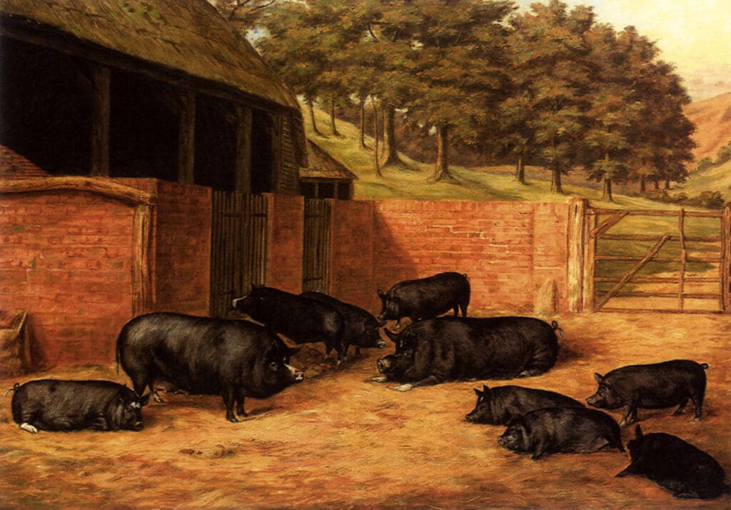 Berkshire Schweine