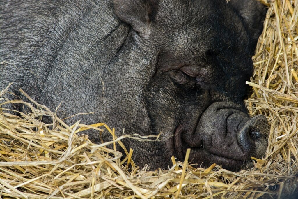 Schlafendes Schwein im Heu