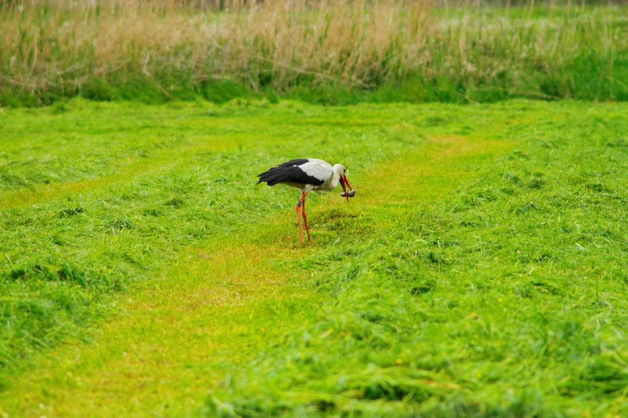 Storch Fette Beute hat dieser Weißstorch soeben gemacht. Mit Beginn der Wiesenmahd ist für ihn der Tisch mit Kleinsäugern reich gedeckt. (c) Sabine Rübensaat