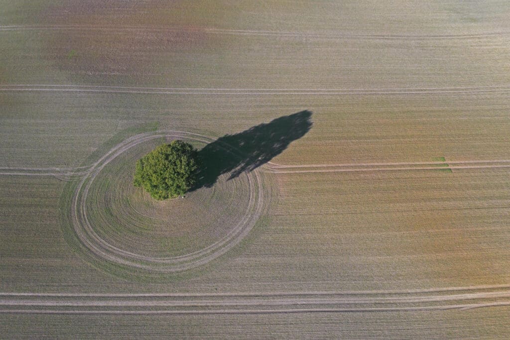 Luftaufnahme einer Stieleiche in gepflügtem Ackerland