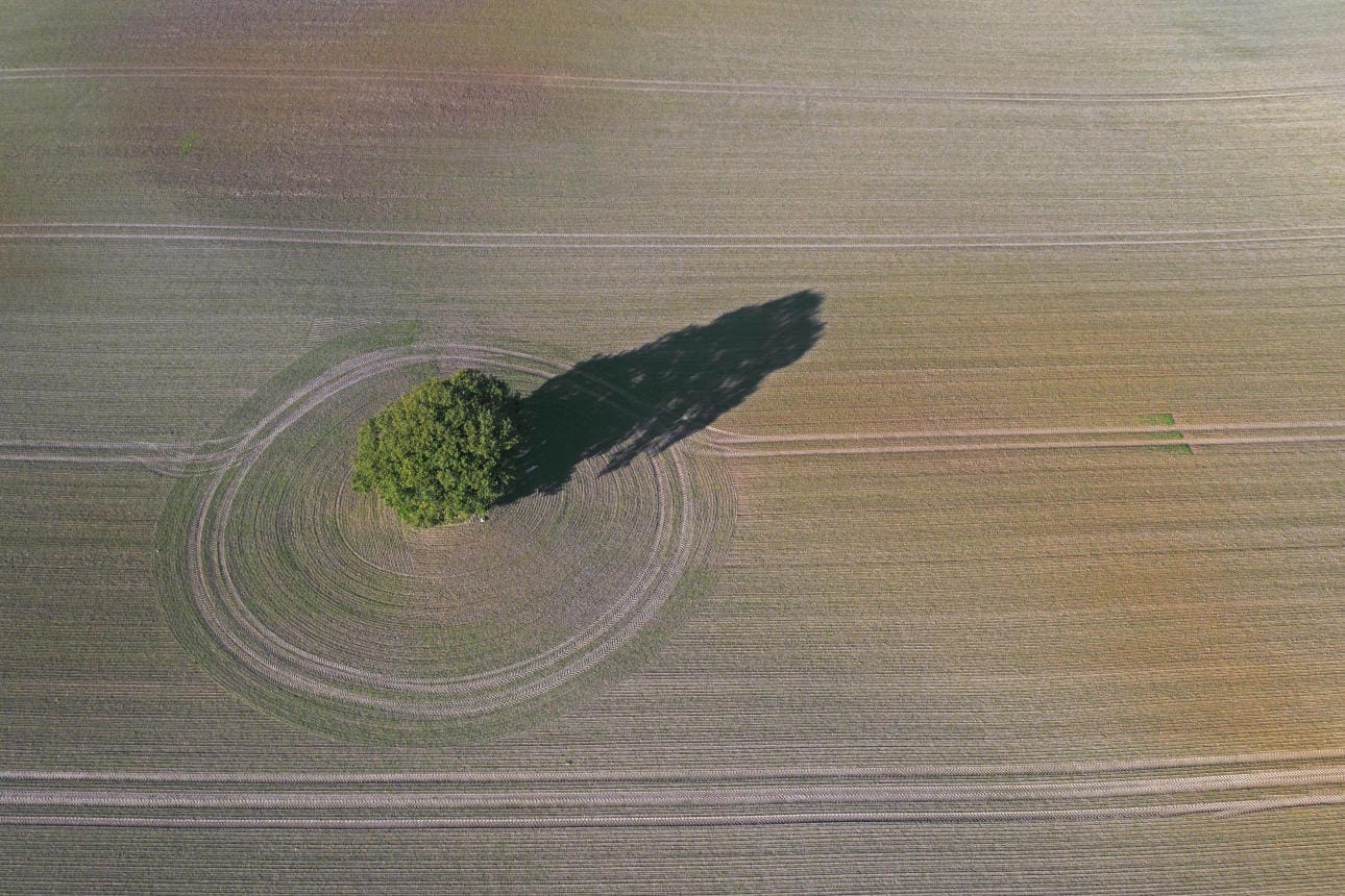 Luftaufnahme einer Stieleiche in gepflügtem Ackerland Luftaufnahme einer Stieleiche in gepflügtem Ackerland