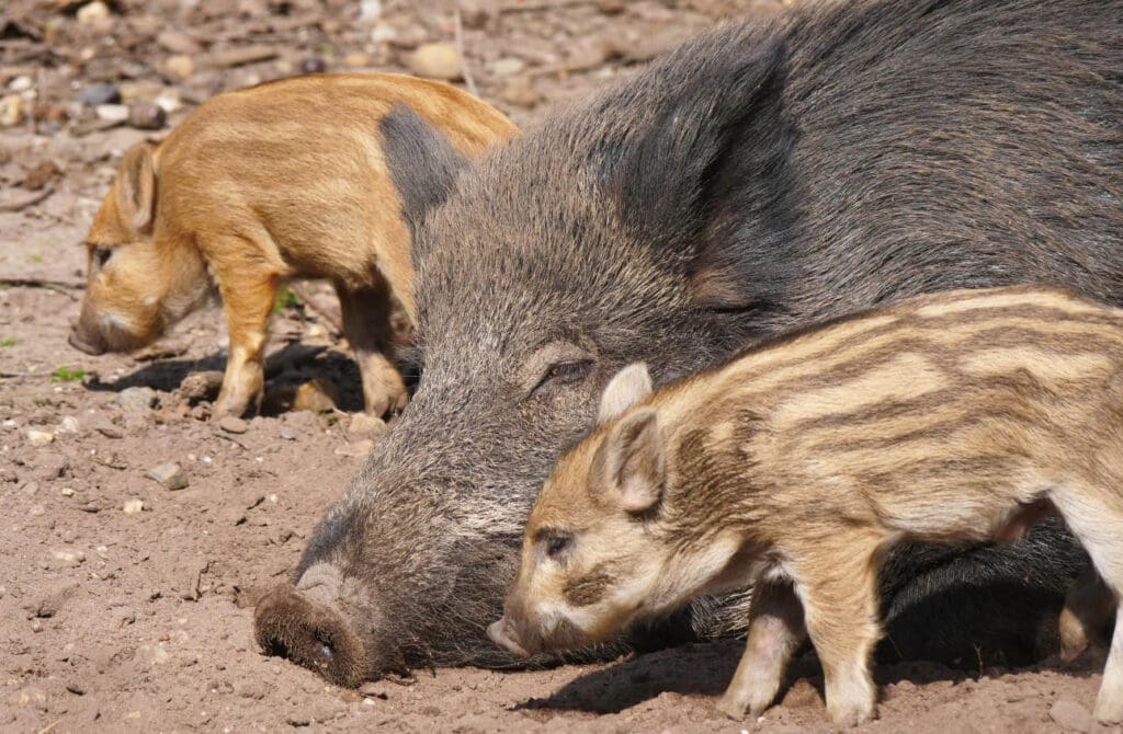 Wildschwein mit zwei Ferkel in freier Natur im Frühling