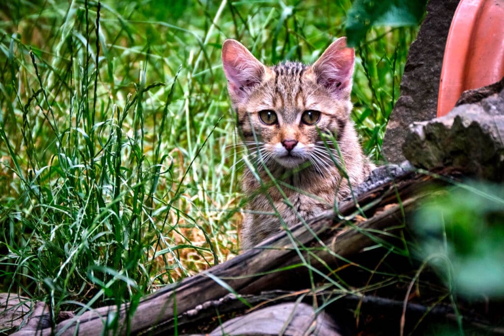 Europäische Wildkatze im Wald