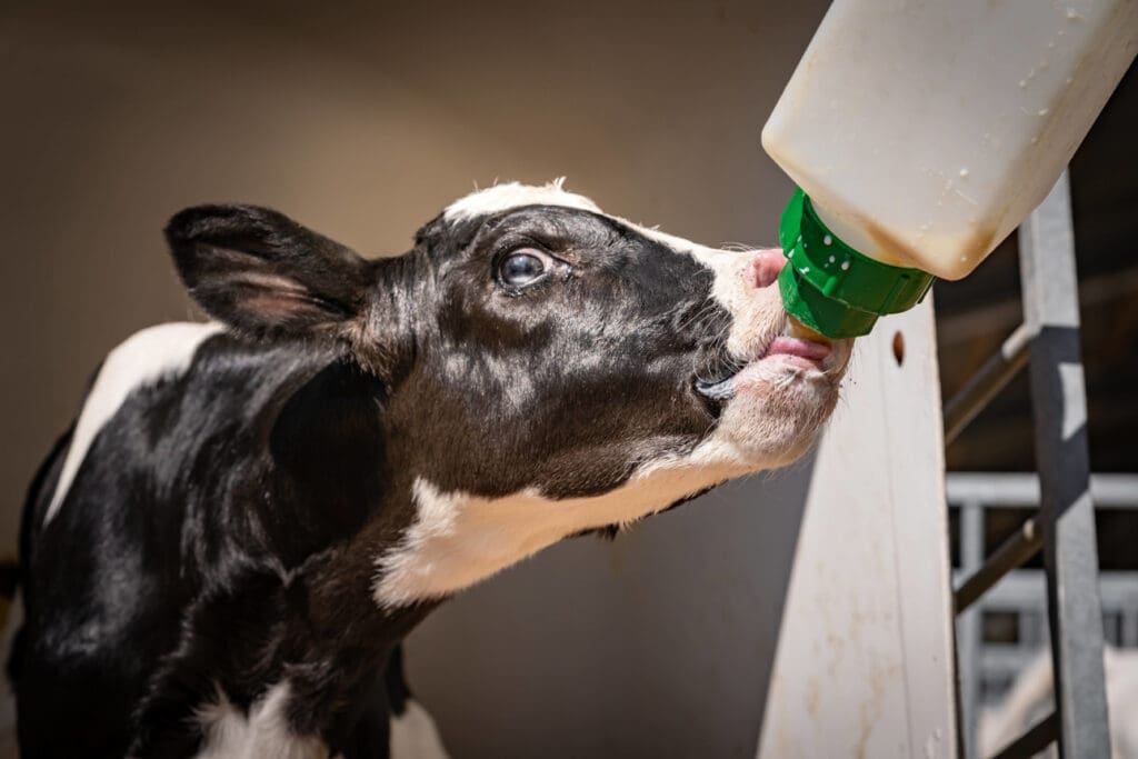 Kälbchen bekommt eine Milchflasche