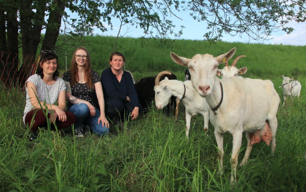 Auf der Wiese mit weißen Edelziegen