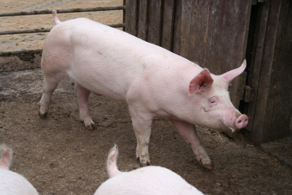 Homöopathie für Schweine