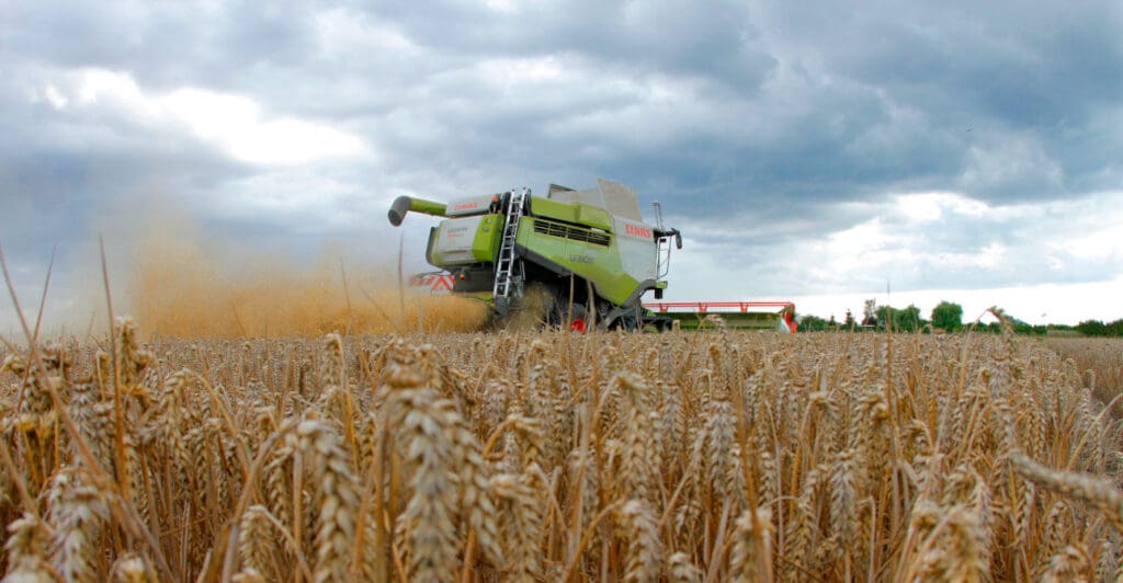 Ernte bei Regen - wann dreschen?