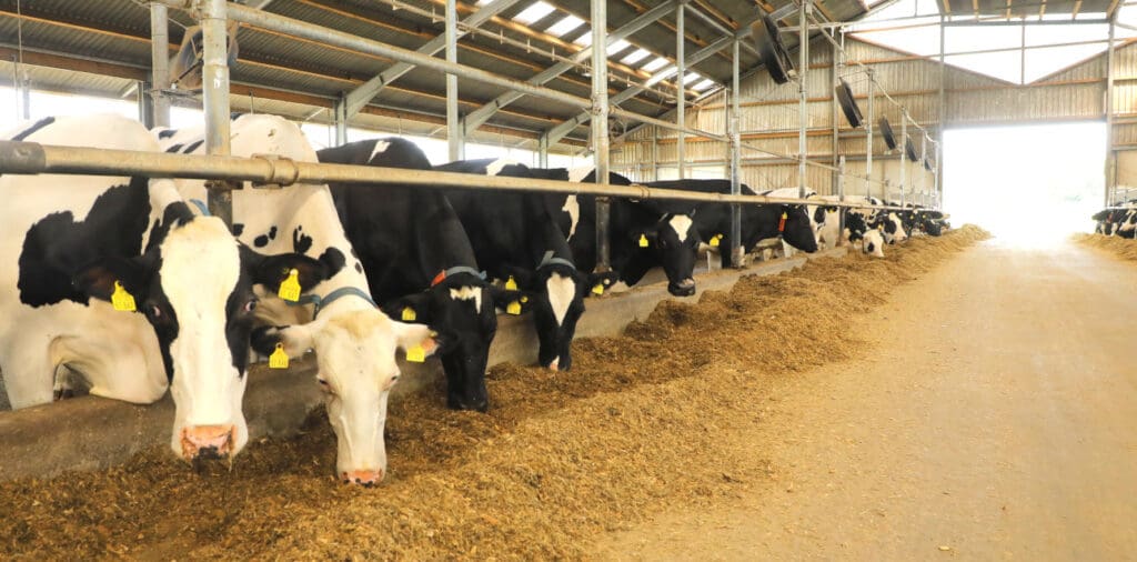 Kuhstall der Lübbinchener Milch und Mast GbR