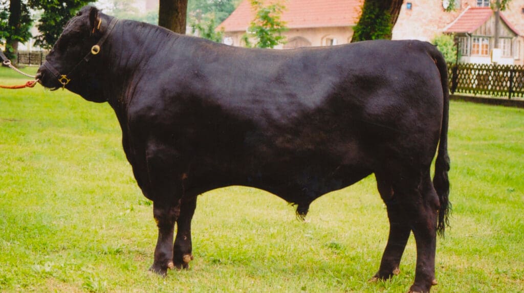 Aberdeen Angus Jungbulle