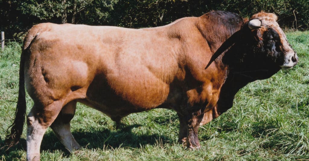 Männliches Aubrac Rind