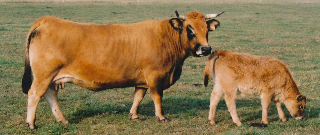 Aubrac weiblich