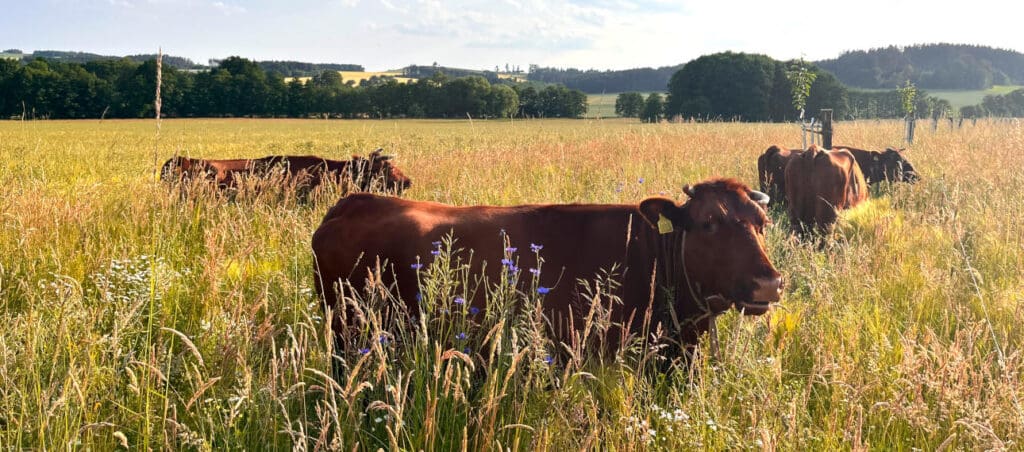 Streuobstwiese mit dem dort weidenden Roten Höhenvieh von Jonas Hommel