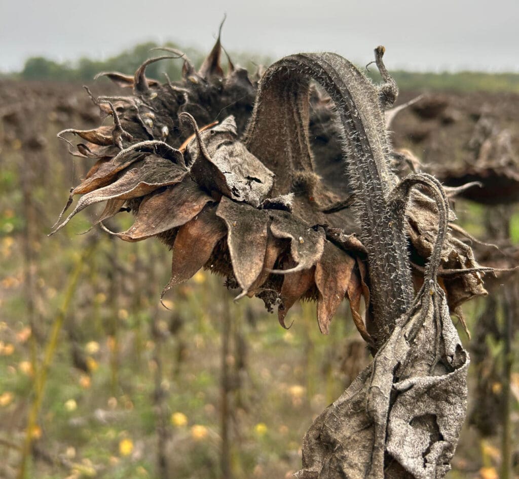 Sklerotinia und Sonnenblumen