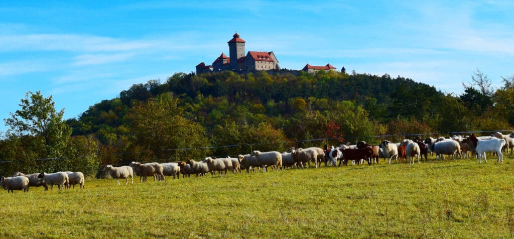 Herde am Fuße der Wachsenburg