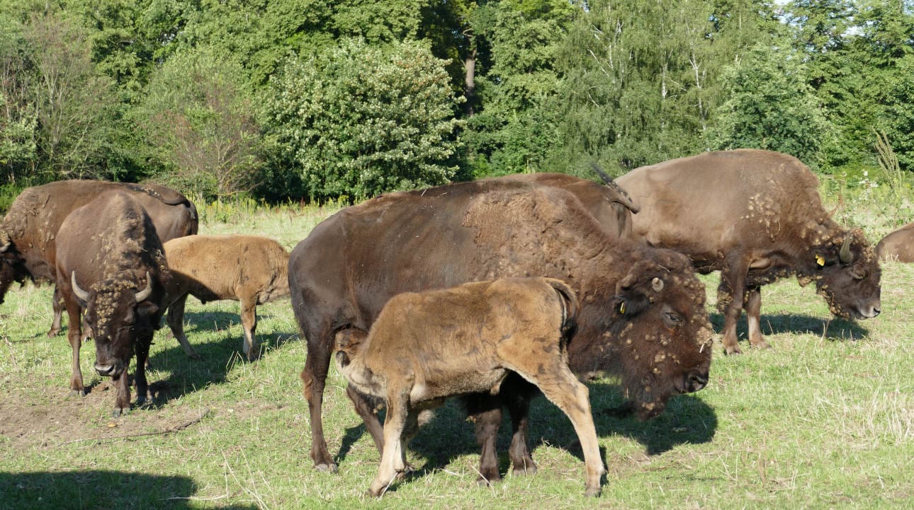 Bisons auf der Weide