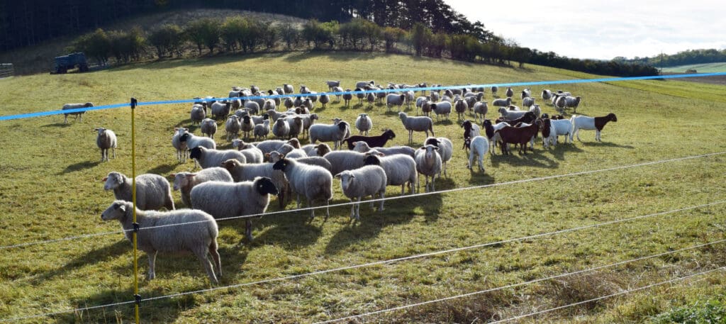 Schafe und Ziegen hinterm Herdenschutzzaun