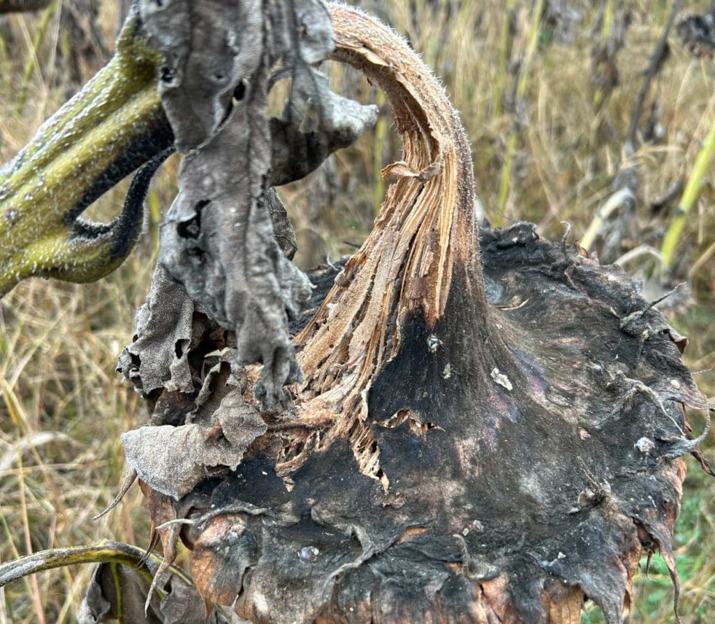 Sklerotinia und Sonnenblumen