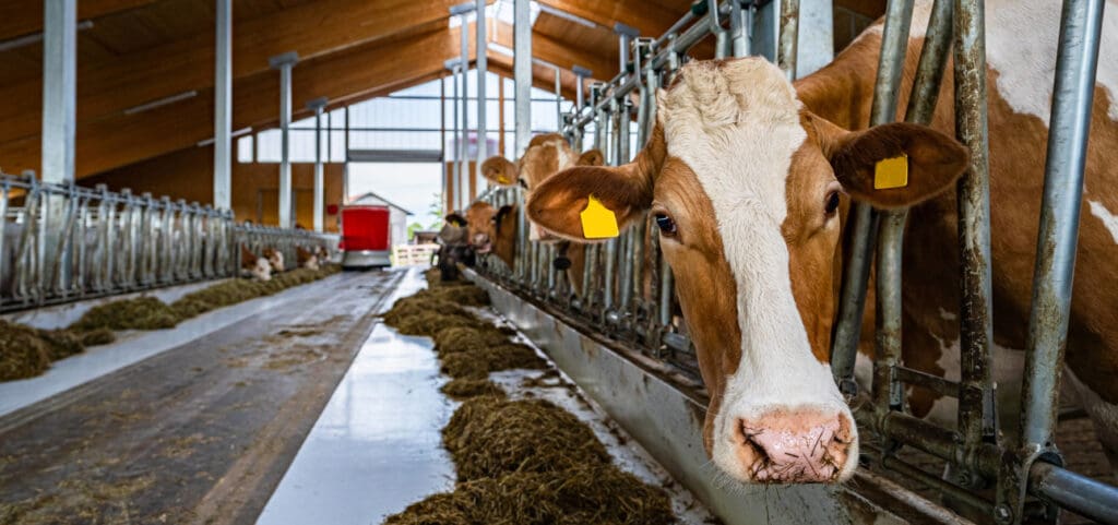 Investitionen in der Landwirtschaft in einen modernen Kuhstall