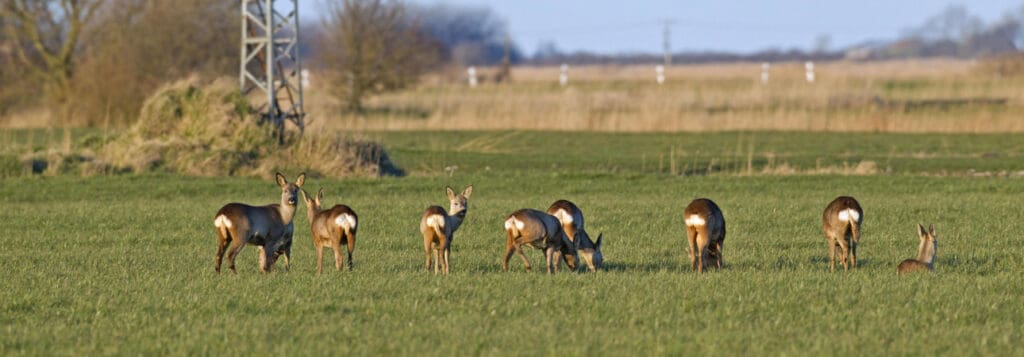 Rehe auf dem Feld