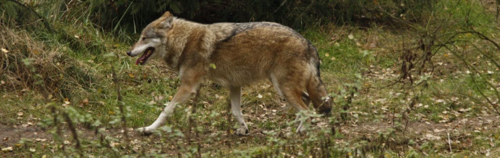 In Brandenburg wurde ein Mensch von einem Tier angegriffen. War es tatsächlich ein Wolf? (Symbolbild) (c) Sabine Rübensaat
