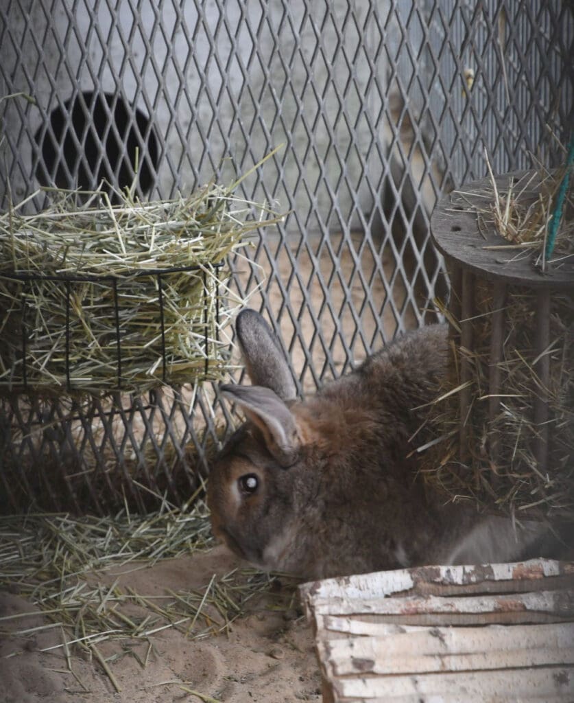 Hase im Tierheim Märkisch Buchholz