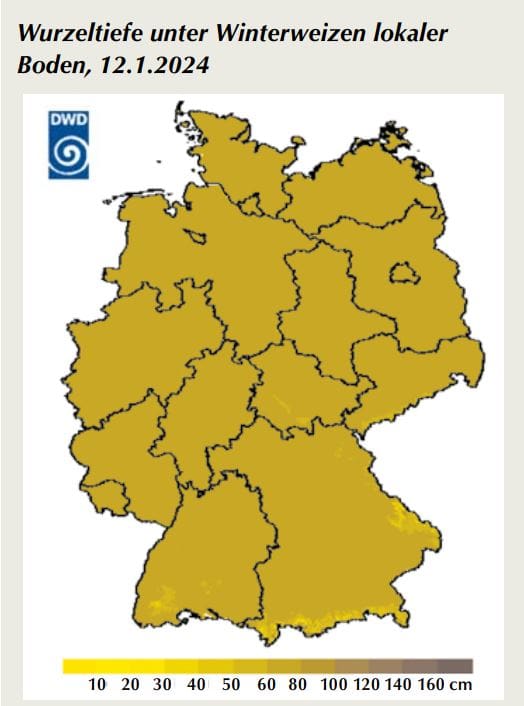 Wurzeltiefe unter Winterweizen (Abbildung 2)