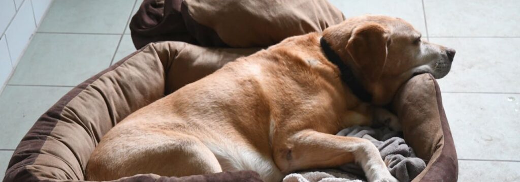 Mischlingshund Max im Tierheim Märkisch Buchholz