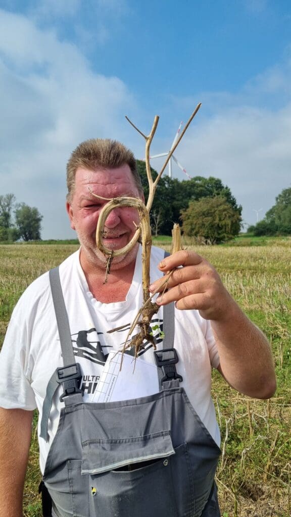 Raps mit Schwanenhals