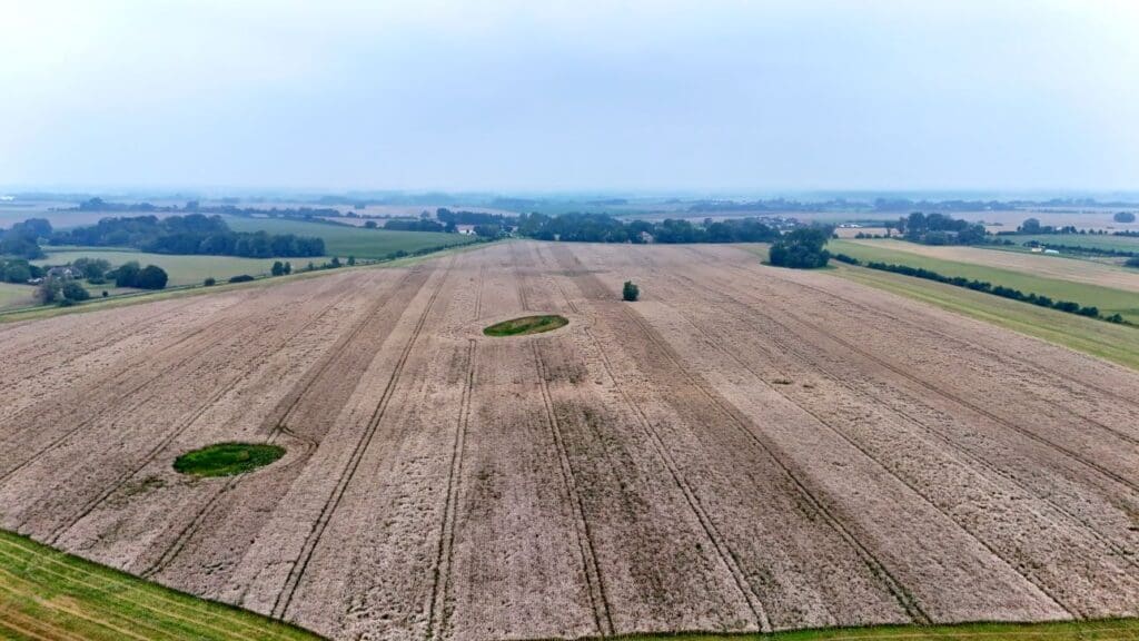 Rapsbestand vor der Ernte