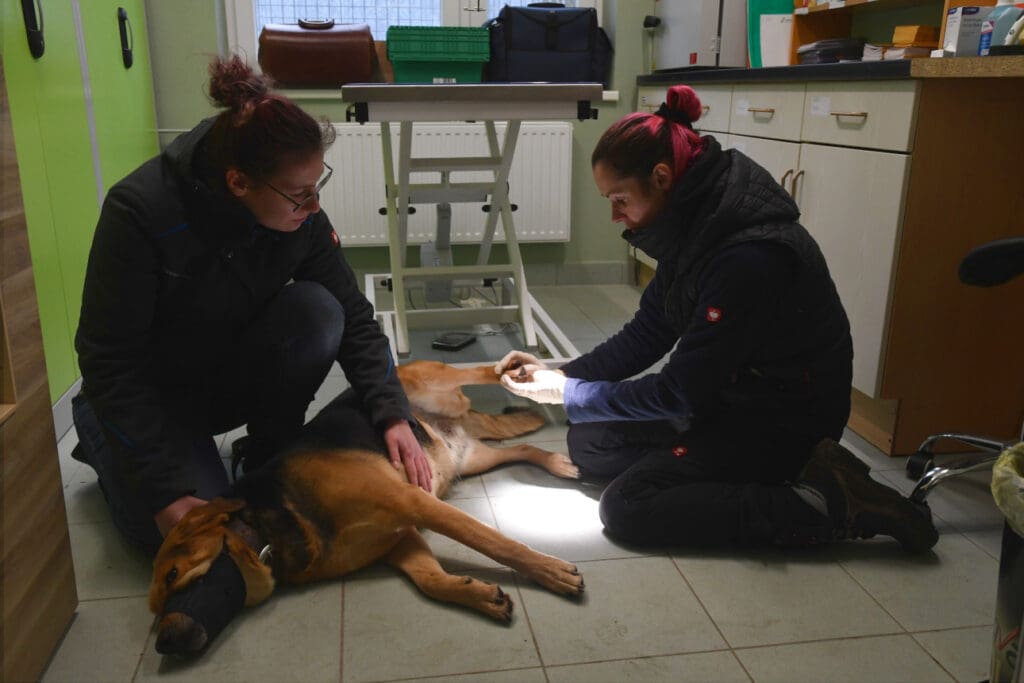 Schäferhund-Mischling Kylie im Tierheim Märkisch Buchholz