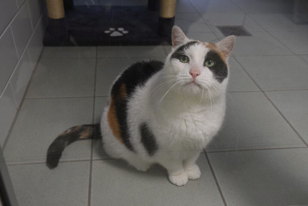 Katze Piggi im Tierheim Märkisch Buchholz