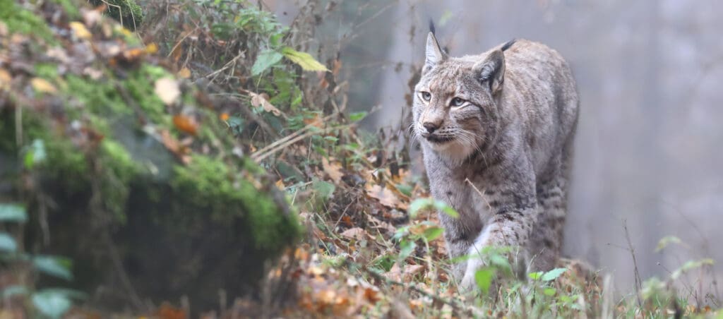 Luchs in Sachsen