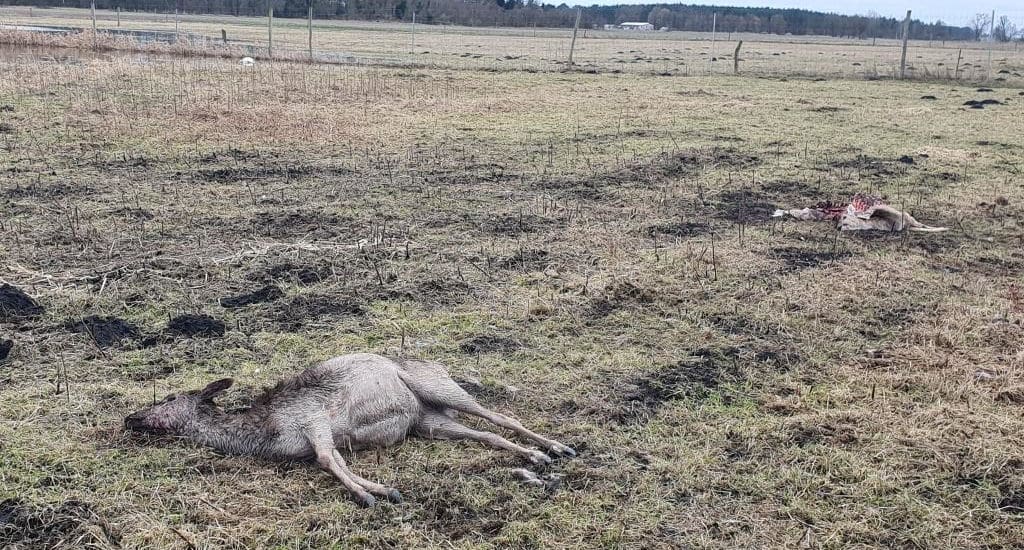 Vom Wolf gerissene Damhirsch-Kühe in Paulinenaue