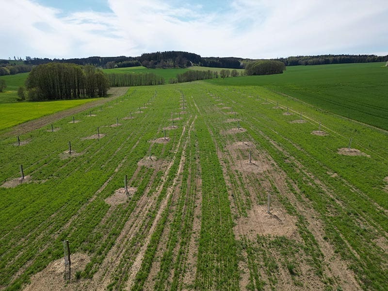 Streuostwiese in Tobertitz (Sachsen)