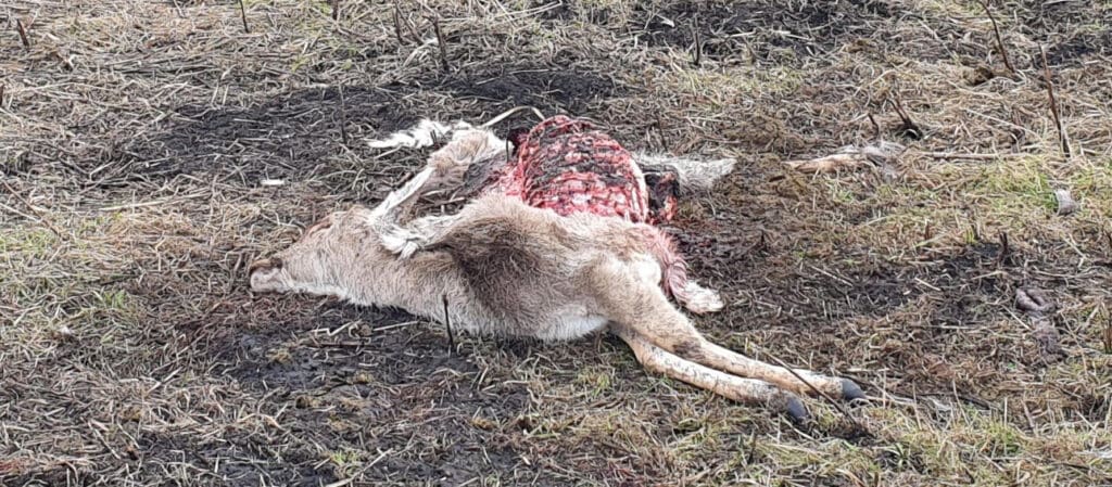 Vom Wolf zerfetztes Damwild in Brandenburg