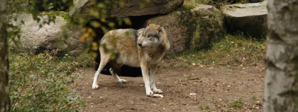 Ein Wolf läuft im Wald zwischen Bäumen hindurch. Um einen Wolf zum Abschuss freizugeben, müssen bestimmte Kriterien erfüllt sein.