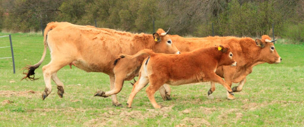 Landwirtschaft im Nebenerwerb