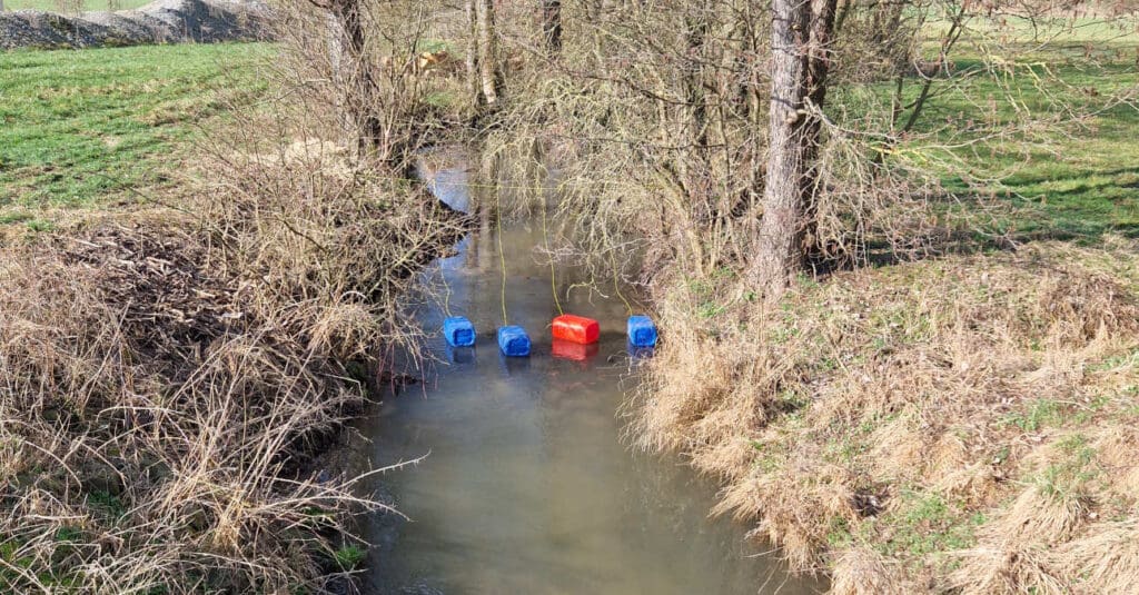 Biber-Störer im Fluß