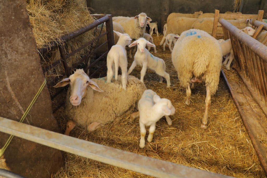 Schafe sind besonders von Blauzungenkrankheit betroffen 