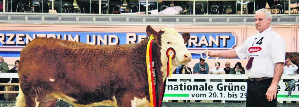 Letzter Champion einer Bundesschau war 2016 bei der IGW in Berlin die fast zweijährige tragende Färse UHA Pandora von Züchter Uwe Harstel. © Anja Nährig