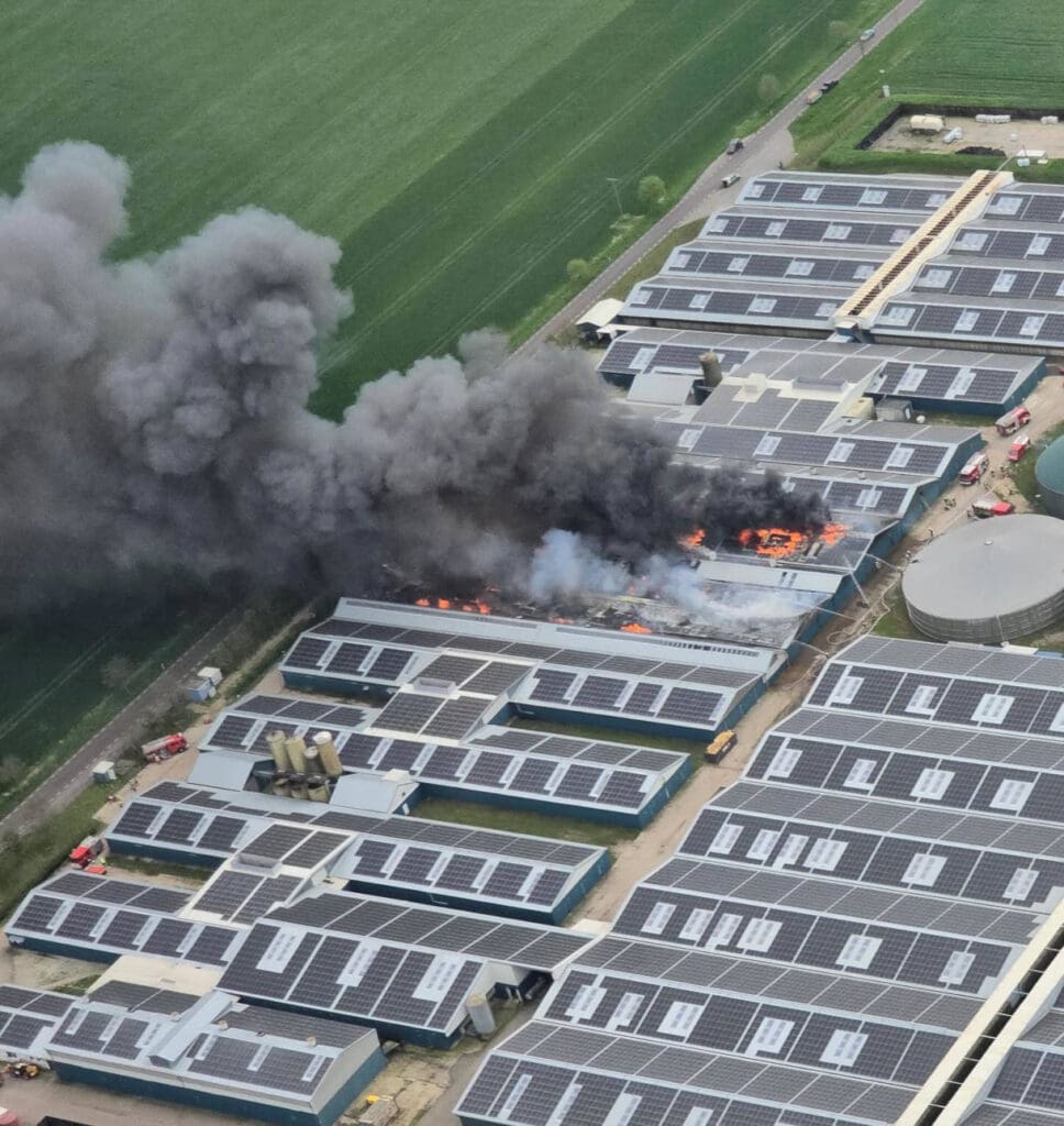 Brand-Schweinezuchtanlage-in-Binde